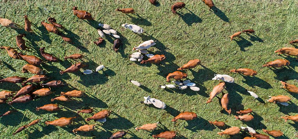 Afrika, Viehzucht | © GettyImages/Martin Harvey Afrika, Viehzucht