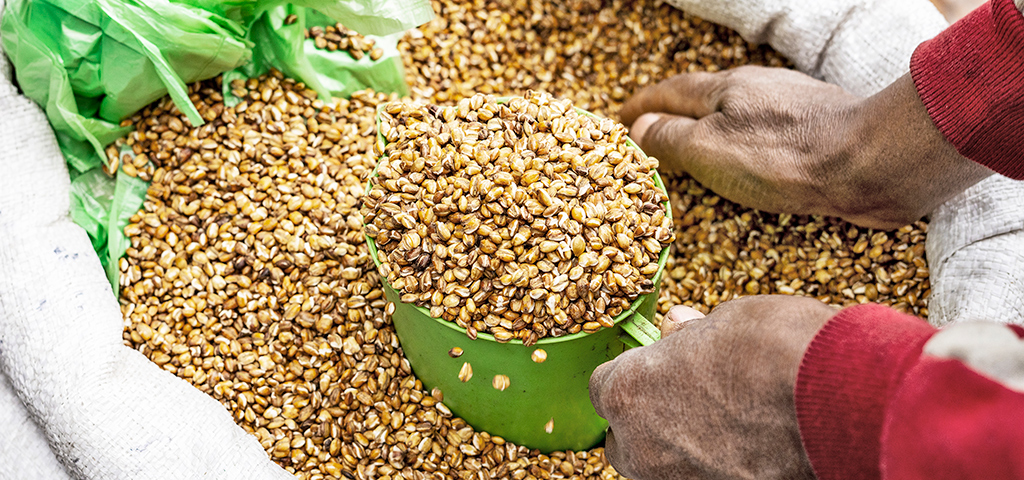 Weizen auf lokalem Markt in Äthiopien