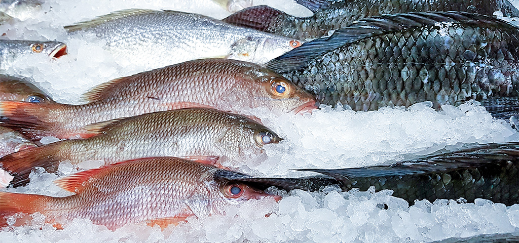 Gefrorener Frischfisch - Red Snapper, Crocker und Tilapia-Fisch im Kühlhaus | © GettyImages/Effi Gefrorener Frischfisch - Red Snapper, Crocker und Tilapia-Fisch im Kühlhaus