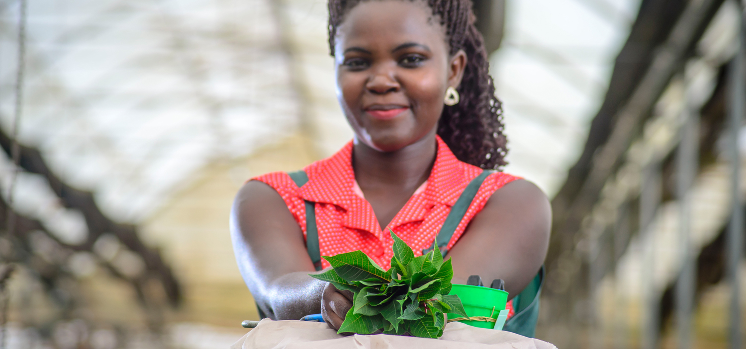 Wagagai ist Ugandas größter Produzent von Pflanzen-Stecklingen | © Kartende Wagagai ist Ugandas größter Produzent von Pflanzen-Stecklingen