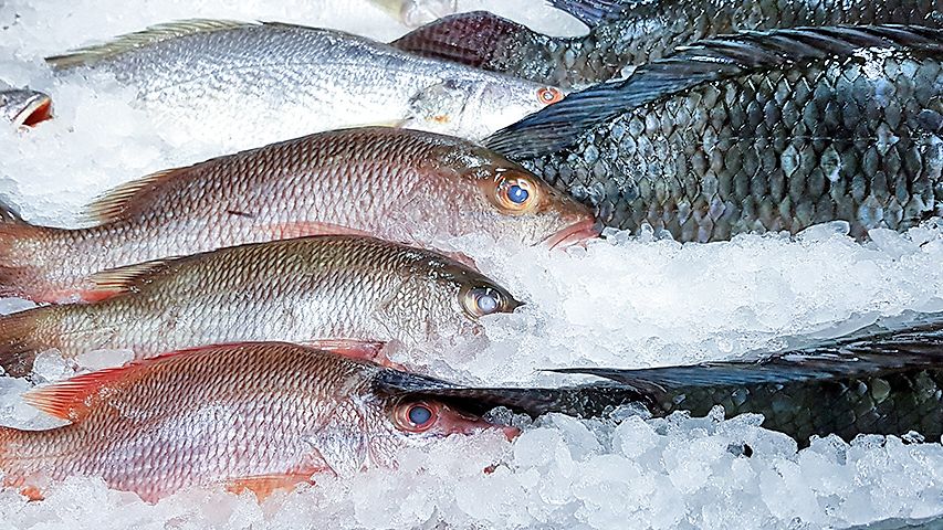 Gefrorener Frischfisch - Red Snapper, Crocker und Tilapia-Fisch im Kühlhaus