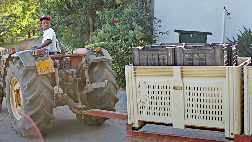 Traktorfahrer mit Kisten voller Trauben