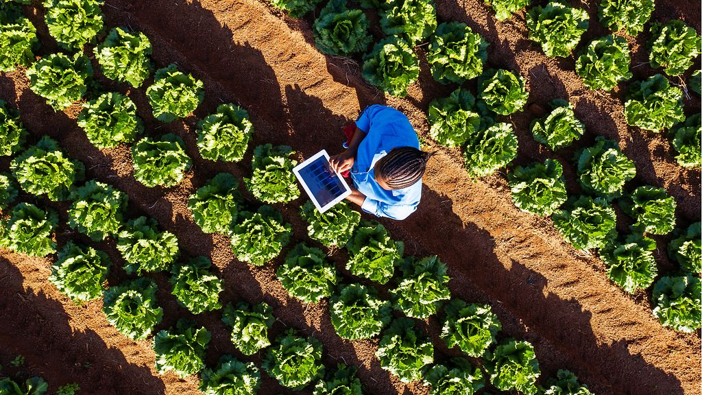 Luftaufnahme eines Gemüsefeldes in Südafrika, in dem eine Frau mit einem Tablet die Entwicklung von Salatpflanzen überprüft. 