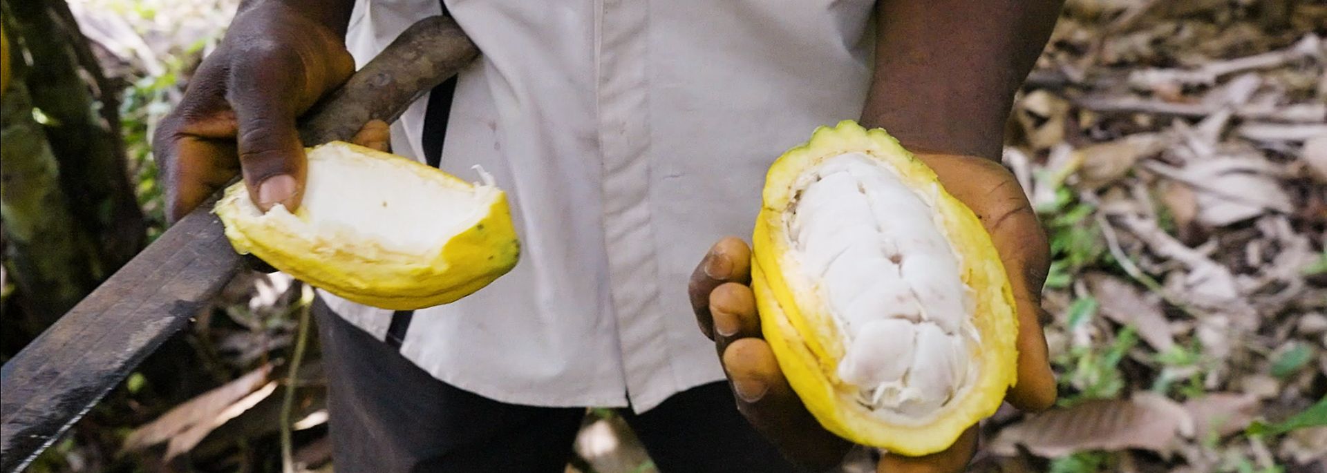 Ein Arbeiter zeigt eine frisch geerntete Kakao-Bohne in Ghana